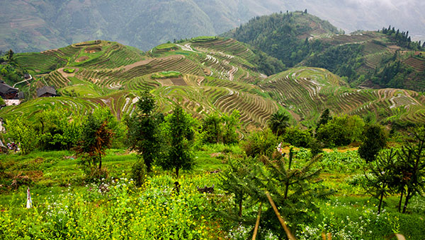Longji Rice Terraces 13