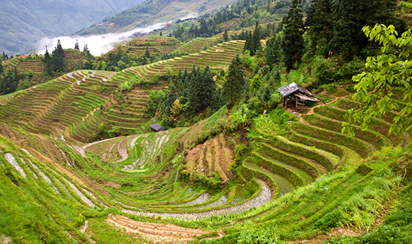 Longji Rice Terraces 14