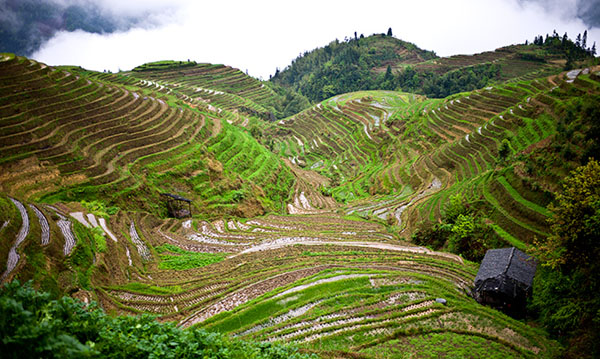 Longji Rice Terraces 15