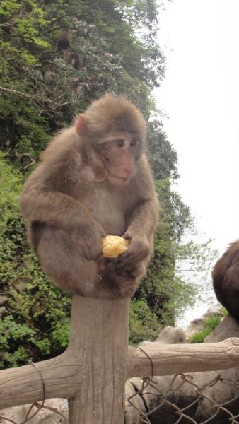Fantastic trip to leshan mount emei 05