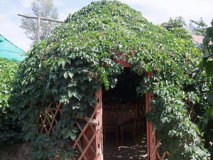 20109216452784