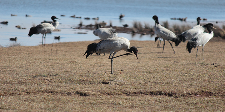 Black-necked cranes using protected wetland habitat at Dashanbao Black-necked cranes using protected wetland habitat at Dashanbao