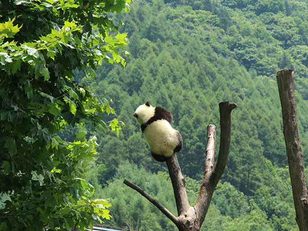 China Giant Panda