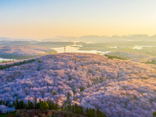 Cherry blossoms beside Taihu Lake at Yuantouzhu in Wuxi
