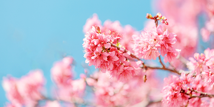 Beijing yuyuantan park flower 02