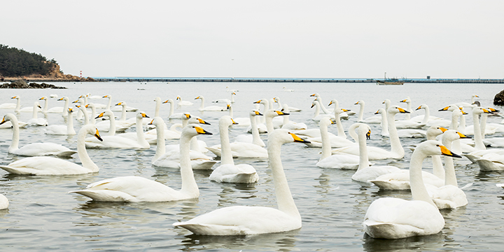 Whooper swans wintering in Yandunjiao Bay, Rongcheng Whooper swans wintering in Yandunjiao Bay, Rongcheng