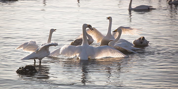 Family group of whooper swans resting on Yandunjiao coastal water Family group of whooper swans resting on Yandunjiao coastal water