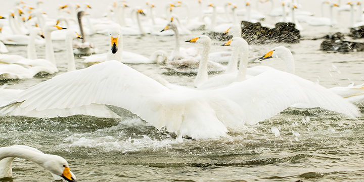 Flock of whooper swans in a Rongcheng winter wetland habitat Flock of whooper swans in a Rongcheng winter wetland habitat