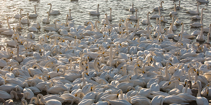 Whooper swans moving through winter light at Yandunjiao Whooper swans moving through winter light at Yandunjiao
