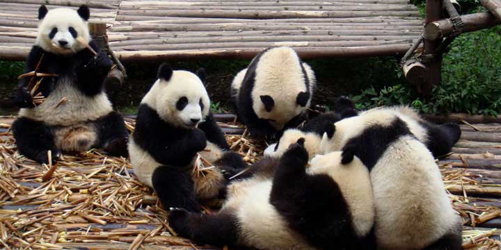panda