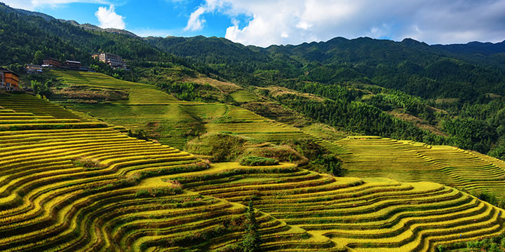 Longji Rice Terrace