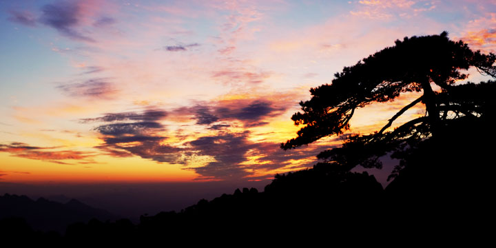 Sunset silhouette of a Huangshan pine and layered ridges Sunset silhouette of a Huangshan pine and layered ridges