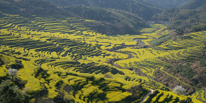 Rapeseed terraces, villages and spring light in Wuyuan