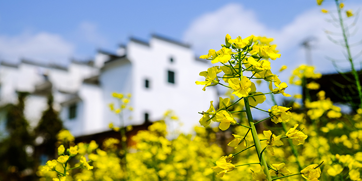Spring rapeseed in flower beside Wuyuan villages