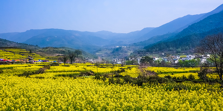 Rapeseed fields, river bends and Hui-style village roofs in Wuyuan