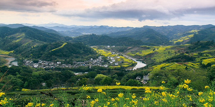 Late-day side light across flowering terraces in Wuyuan