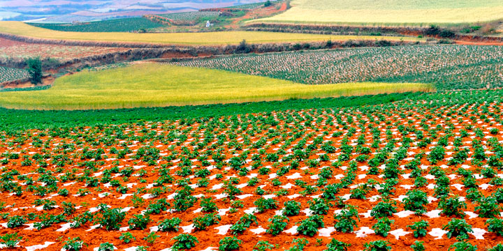 Dongchuan red land 02