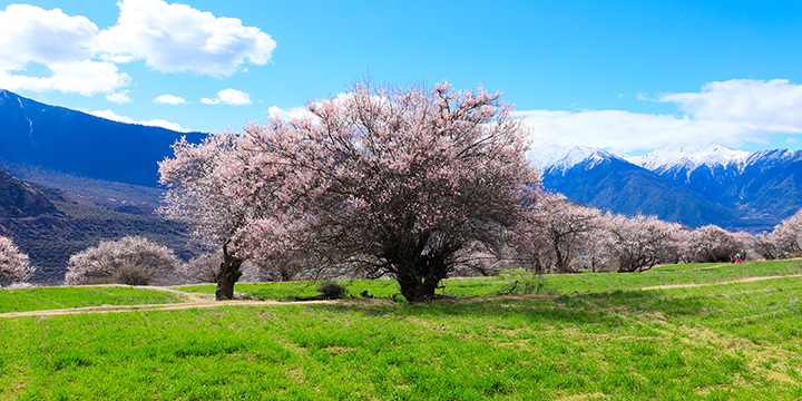 Peach tree flowering below snow-covered mountains in Nyingchi Peach tree flowering below snow-covered mountains in Nyingchi