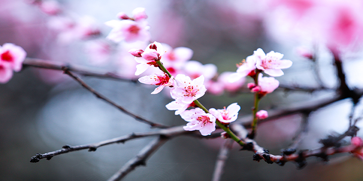 Peach blossom detail photographed in Nyingchi Peach blossom detail photographed in Nyingchi
