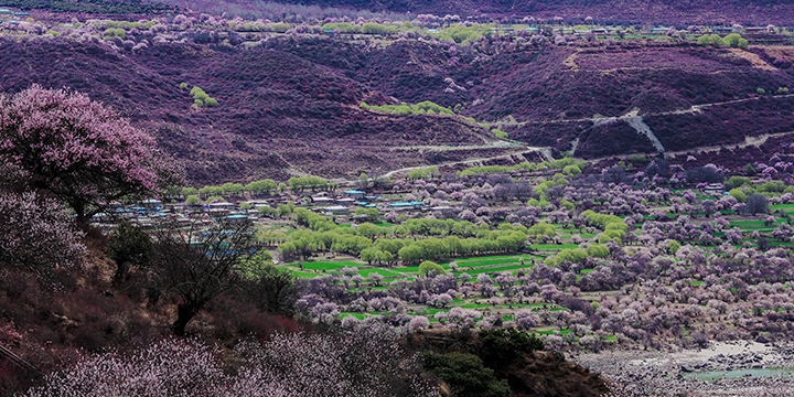 Spring peach blossom across a cultivated Nyingchi valley Spring peach blossom across a cultivated Nyingchi valley