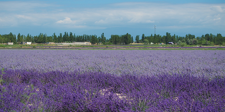 Lavender rows and mountain light in the Ili River Valley Lavender rows and mountain light in the Ili River Valley