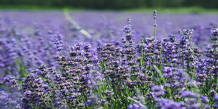 Main-season lavender field in Ili before the early-summer harvest Main-season lavender field in Ili before the early-summer harvest