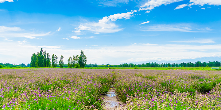 Lavender and neighbouring flower colours under Ili open sky Lavender and neighbouring flower colours under Ili open sky