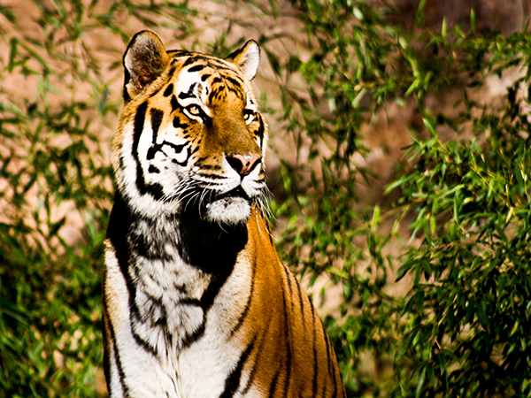Siberia Tiger Park