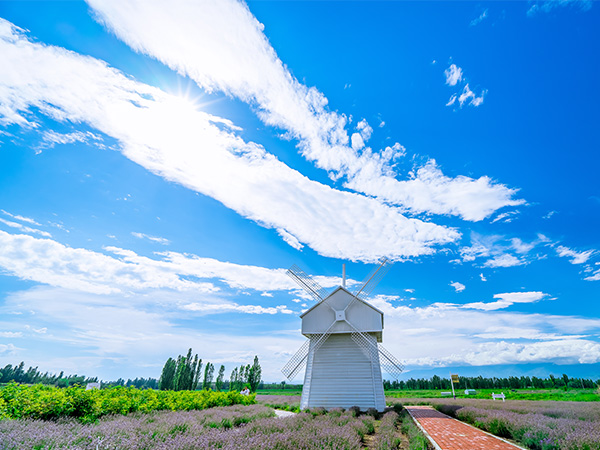 Purple lavender fields in Ili, Xinjiang, during early summer Purple lavender fields in Ili, Xinjiang, during early summer