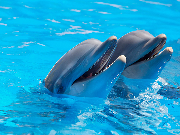 Aquarium Show