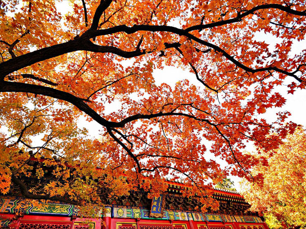 Fragrant Hills Park 3