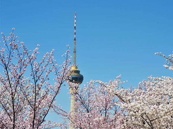 Cherry blossoms framing the lake at Yuyuantan Park in Beijing