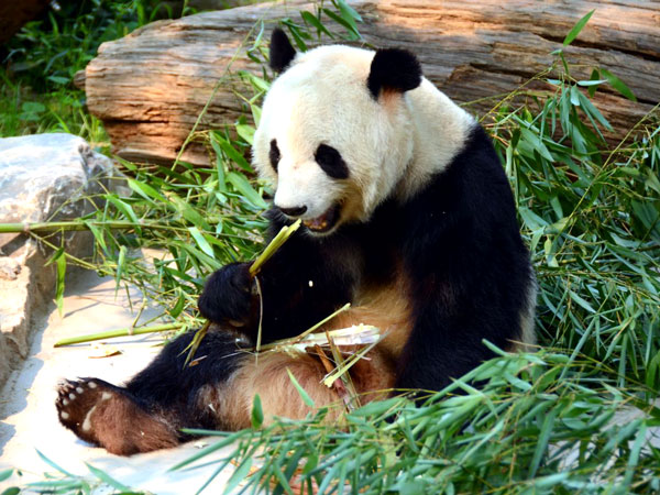 Beijing zoo 3