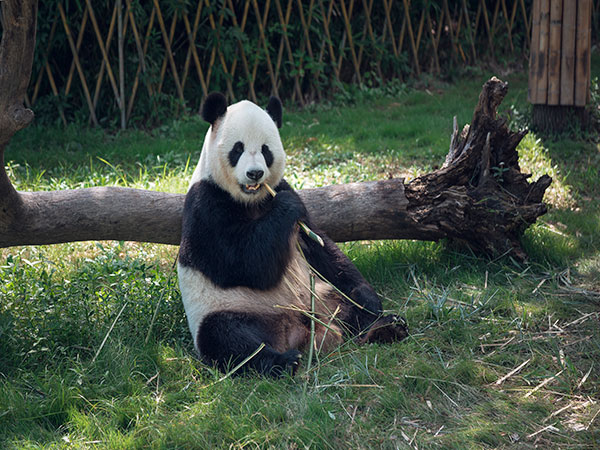 Giant panda top reasons to visit china