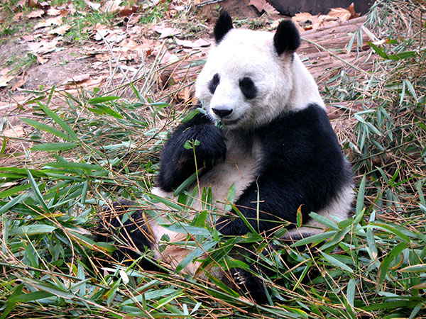 Giant Panda