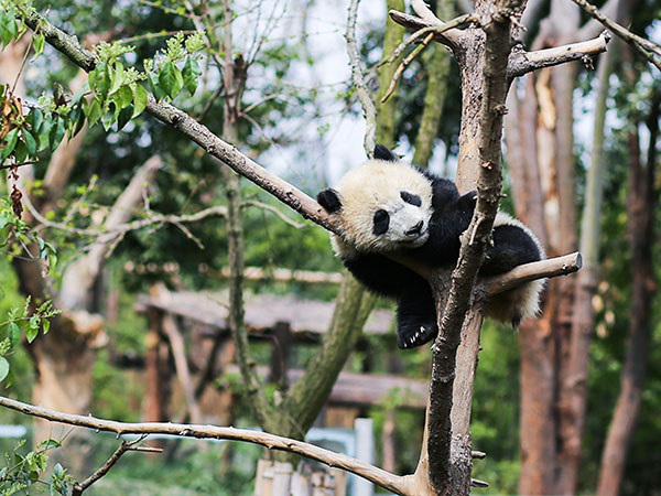 Wolong Panda Reserve