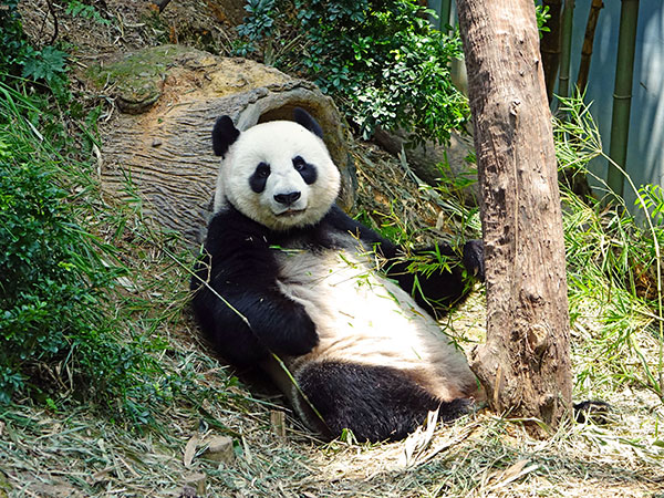 Dujiangyan panda base 04
