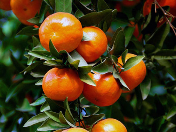 Fresh Jiangjin oranges grown in Chongqing
