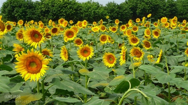 Best place to see flowers and plants in guangzhou 03