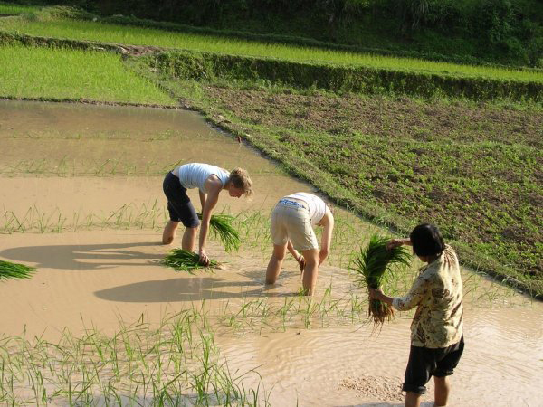 Rice Transplanting 