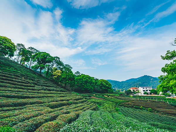 Longjing tea