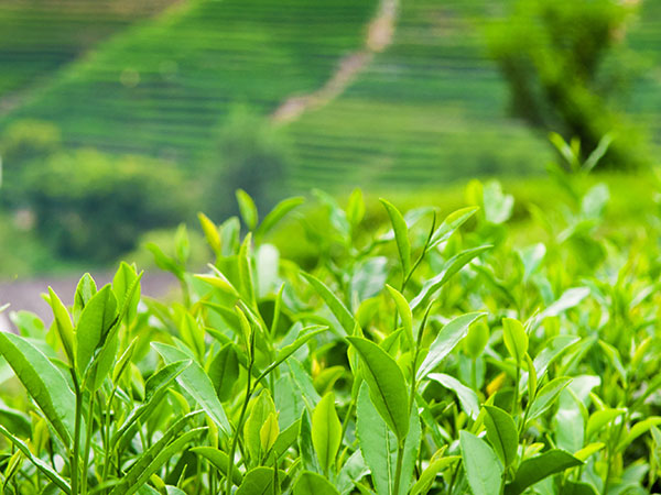 Longjing Village