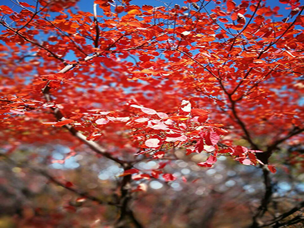 Red leaves valley 02