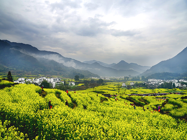 Rapeseed fields beside Hui-style villages in Wuyuan, Jiangxi Rapeseed fields beside Hui-style villages in Wuyuan, Jiangxi