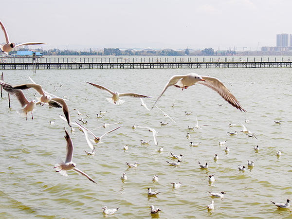 Dianchi lake 04