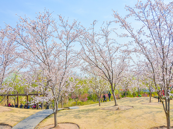 Cherry blossom trees in Gucun Park, Shanghai
