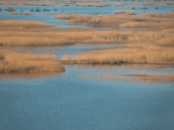 Liaohe Delta Wetland