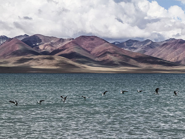 Waterbirds resting on a Tibetan alpine lake beneath mountain ridges