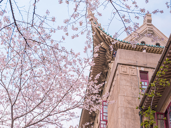 Pink spring blossoms at Yuantongshan Park in Kunming