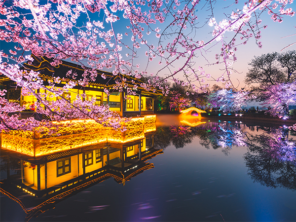 Cherry-lined path in Zhongshan Park, Qingdao